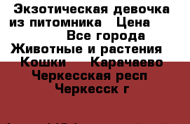 Экзотическая девочка из питомника › Цена ­ 25 000 - Все города Животные и растения » Кошки   . Карачаево-Черкесская респ.,Черкесск г.